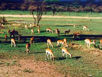 Antelopes