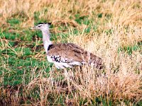 Kori Bustard