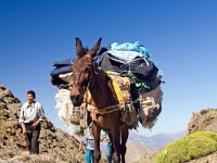 Mule on Col du Tougdalt (2700m)