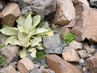 Rock Vegetation