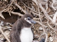 Magellan Pinguin