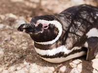 Magellan Pinguin