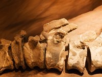 Paleontology Museum Egidio Feruglio in Trelew