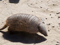 Armadillo