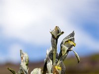 Mountain Flower