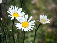 Mountain Flower