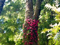 Flowers on Tree