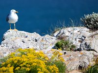 Sagres, Algarve