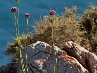 Sagres, Algarve