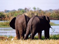 African Elephant