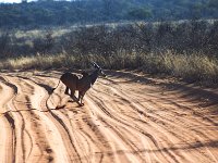 Antelope