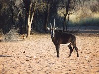 Sable Antelope