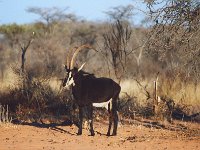 Sable Antelope