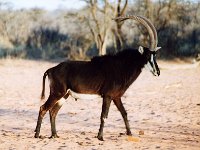 Sable Antelope