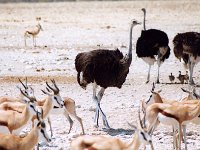 Ostriches and Springbokkies