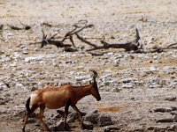 Red Hartebeest