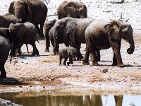 African Elephants