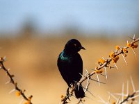 Fork Tailed Drongo