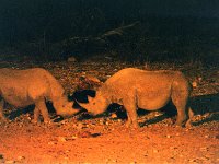 Rhinos at Waterhole