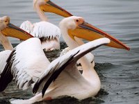 Pelicans