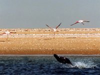 Flamingos and Seal