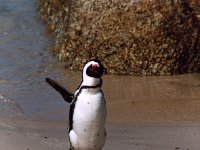 Jackass Penguin