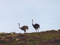 Ostriches