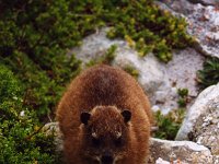 Rockdassie