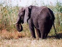 African Elephant