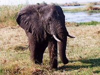 African Elephant