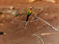 White Fronted Bee Eater