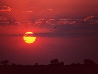 Chobe River Sunset