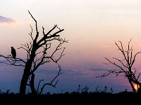 Chobe River Sunset