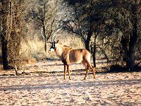 Antelope