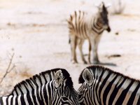 Zebras