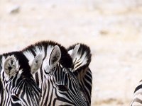 Zebras