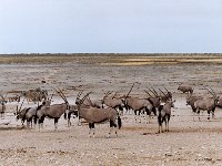 Gemsbok