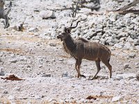 Greater Kudu