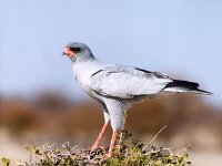 Dark Chanting Goshawk