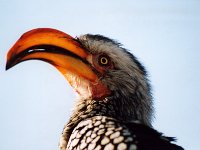 Yellow Billed Hornbill