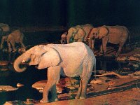 Elephants at Waterhole