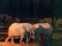 Elephants at Waterhole