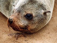 Cape Cross Seal