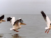 Pelicans