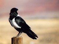 Magpie