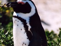 Jackass Penguin