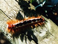 Hairy Caterpillar