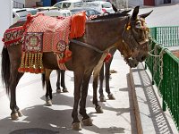 Canillas de Albaida